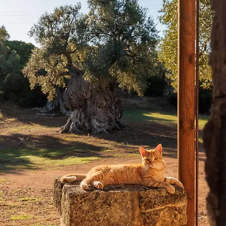 Farm stay Masseria Brigantino Torre Canne